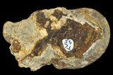 Fossil Ammonite (Dieneroceras) - Idaho #117196-1